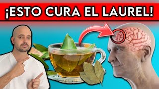 9 ENFERMEDADES que se CURAN con TÉ de LAUREL  ¿Cómo debes CONSUMIRLO [upl. by Kryska]