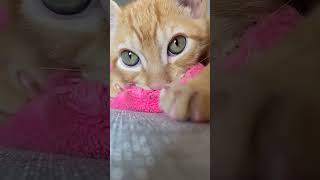 hes chewy 🤗 cat cute catlover funny kitten love music [upl. by Norraj]