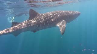 Whale Sharks Ningaloo Coast WA [upl. by Boeschen475]