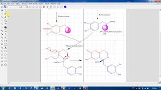 Biosynthetic pathway of isoquinoline alkaloid تابع للمحاضرة الخامسة [upl. by Cristabel]