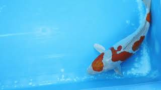 Kase  Doitsu Ochiba  Japanese High Quality Koi For Sale  Exclusively Koi [upl. by Ranique]