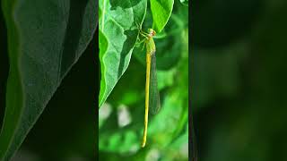 Coromandel Marsh Dart Ceriagrion coromandelianum in Pond Damsel Family  Observed in Description [upl. by Notsud]