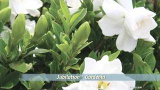 Why We Love the Reblooming Jubilation™ Gardenia from Southern Living [upl. by Ario696]