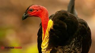 Australian Brushturkey Alectura lathami  Videos Sounds and Song [upl. by Friedberg]