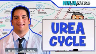 Metabolism  Urea Cycle [upl. by Airednaxela529]