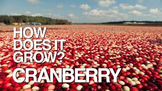 CRANBERRY  How Does It Grow [upl. by Nepil]