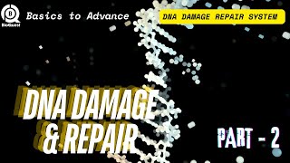 DNA Damage Repair System  Different Types of DNA Damage Repair  DNA Damage amp Repair Part 2 [upl. by Leirol]