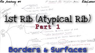 Ribs Anatomy 49  1st Thoracic Ribs Borders and Surfaces  Atypical Ribs [upl. by Kareem]