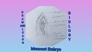 How to draw Monocot Embryo [upl. by Kirre]