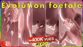 ÉVOLUTION GROSSESSE  bébé mois par mois en vidéo [upl. by Kerns]