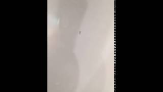 Small bugs in bathroom psocid mites [upl. by Llevron]