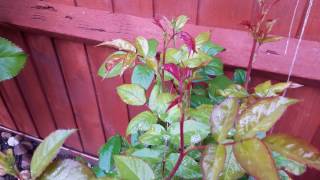 Garden Diaries our Roses How to get rid of green fly [upl. by Ahsemak770]