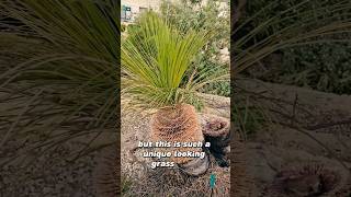 Grass Tree  A Special Perennial [upl. by Alihs]