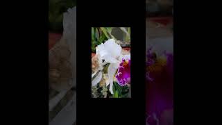 short Orquidea cattleya ❤ plantas jardinería flowers Orquídea Orchid viral videoviral [upl. by Marpet]