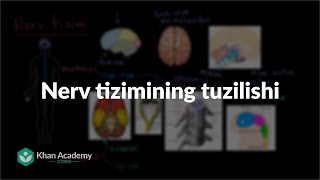 Nerv tizimining tuzilishi  Odam tanasidagi tizimlar  Yuqori sinf biologiyasi [upl. by Mick817]