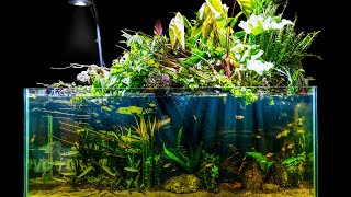 Natural Jungle Aquascape w Emergent Plants Riparium Build [upl. by Nnayr334]