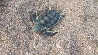 Thevenard Island Turtle stronghold [upl. by Oringa]