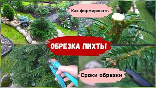 Обрезка пихтыКак формировать сроки обрезки [upl. by Tomasina]