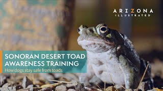 Sonoran Desert Toad Awareness Training Keeping dogs safe from the psychedelic amphibians [upl. by Doersten]