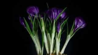 TimeLapse of Growing Plants Crocus  Крокусы  Daniel Csobot 2012 [upl. by Oliviero20]