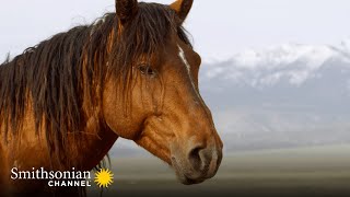 A Male Stallion Fights to Keep His Harem for Himself 🐴 America’s Wild Seasons  Smithsonian Channel [upl. by Odlaner]