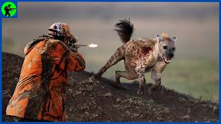 How Do Hunters and Farmers Deal With Thousands Of Hyenas  Farming Documentary [upl. by Aihsekram586]