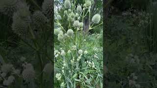 Rattlesnake Master A Perennial Plant for Your Pollinator Garden [upl. by Horvitz]