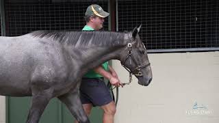 Pierro x Cabarita Colt Magic Millions 2024  Flying Start Syndications [upl. by Frulla769]