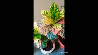 My croton plant plants gardeninggarden  gardening with Shalini [upl. by Airliah]