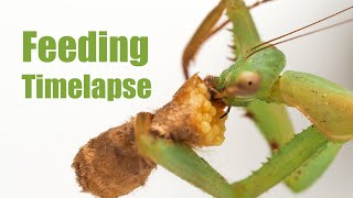 Praying Mantis Eating a Moth with EGGS  Timelapse [upl. by Jemine]