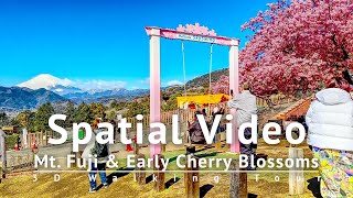 For YouTube VR The Closest Cherry Blossom amp Mt Fuji Spot to Tokyo 3D Spatial Video Walking Tour [upl. by Aloibaf13]