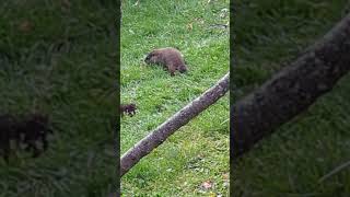 Groundhog at rental house in Lanesborough Massachusetts [upl. by Kerianne]