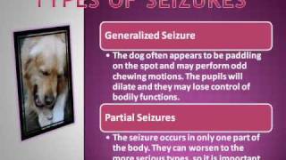 How to Spot Dog Seizure Symptoms [upl. by Sayles549]