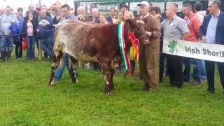 Irish Beef Shorthorn Society Video [upl. by Tedmann]