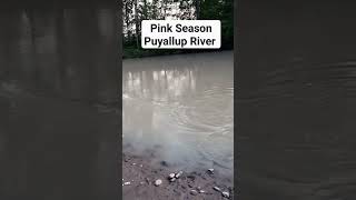 Puyallup River Salmon Fishing [upl. by Michelle]