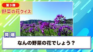 ＜第３弾・連続１１問＞野菜クイズ！この花の野菜はナニ？答えはだれでも知っているあの野菜！ [upl. by Knowle57]