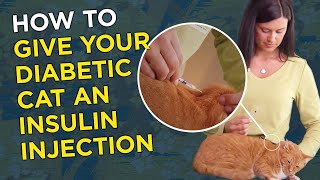 How to Give Your Diabetic Cat an Insulin Injection [upl. by Sevik72]