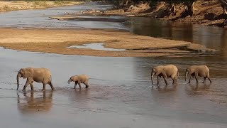 Ellies crossing the Olifants River  africam  exploreorg [upl. by Llednew]