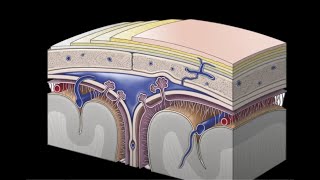 ANATOMIE MENINGES CRANIENNES [upl. by Naziaf]