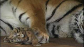 Absolutely cute Five Baby Tigers five days old  Super süß Fünf Tigerbabys fünf Tage alt [upl. by Bittencourt]