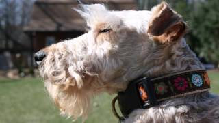 LAKELAND TERRIERS RESCUED FROM PUPPY MILL LEARN TO PLAY [upl. by Alanson120]