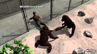 Chimp Attacks Texas Student Andrew Oberle Fighting for His Life After 6Hour Surgery [upl. by Retswerb296]