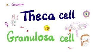 Theca Cell vs Granulosa Cell  Physiology [upl. by Diva]