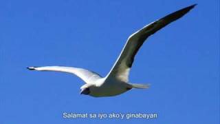 Ibong Dagat RedFooted Booby Tatos Ta Mga Kagayanen [upl. by Odrick901]