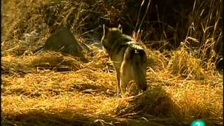 Lobos Documental Sobreviviendo en la naturalezaEspañolCastellano [upl. by Cortney784]