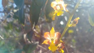 Cyrtopodium eugenii começando a florescer ☺️orquídeas natureza [upl. by Earesed796]