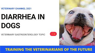 Veterinary Gastroenterology The Causes Diagnosis And Treatment Of Diarrhea In Dogs [upl. by Anirb]