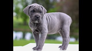 Cane Corso Puppies for Sale [upl. by Corkhill982]