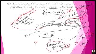 Phylum Chordata PART 1 for CEEIOMNEET BY KAMAL NEPAL SIR [upl. by Christa]