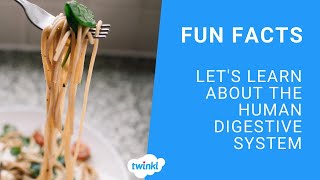 Fun Facts About the Human Digestive System for Kids [upl. by Edak]